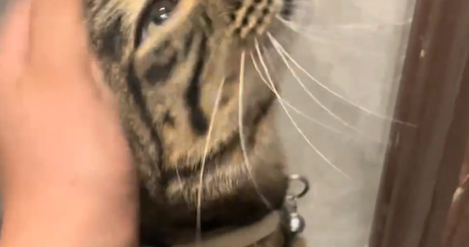 猫咪跑楼道玩,结果认错家门,扯着嗓子嗷嗷叫 猫咪跑楼道玩,结果认错家门,扯着嗓子嗷嗷叫