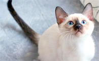 猫胰腺炎能通过B超检查发现吗