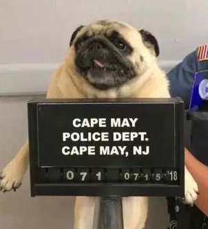 主人花一袋饼干保释巴哥，网友：“狗狗犯了什么罪？”原来...