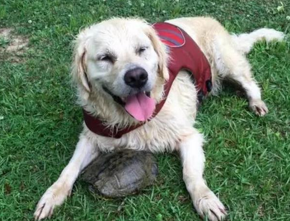 会抓鱼的狗狗咬着新猎物跑来跟主人炫耀，网友笑疯