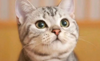 猫咪便秘不吃饭怎么办