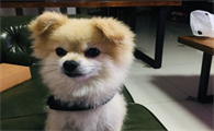 狗有哪些病毒会传染给人啊