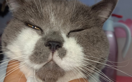 夏天猫会觉得热吗 夏天猫会觉得热吗