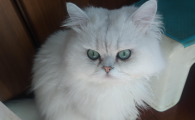 猫用头蹭人是什么意思