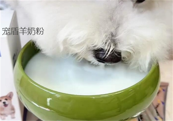 宠盾羊奶粉属于什么档次的品牌 宠盾羊奶粉属于什么档次的品牌