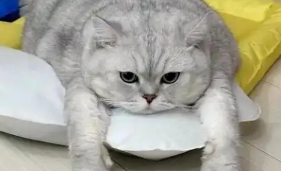 猫咪食欲差是什么原因