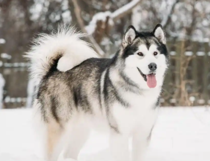 “雪地猛犬”阿拉斯加雪橇犬,真不是谁都能伺候的 “雪地猛犬”阿拉斯加雪橇犬,真不是谁都能伺候的