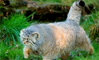 讲解，帕拉斯猫会咬人吗？