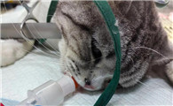 猫尿道造口术后应该怎么护理