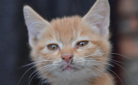 大猫为何怕新来的小猫