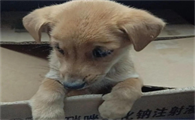狗麻痹什么意思呢