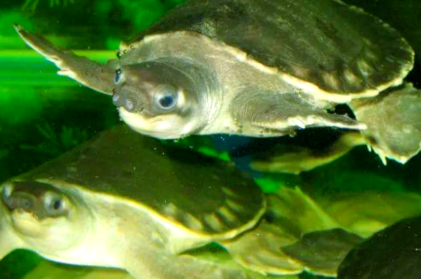 水族馆中的独特生物——猪鼻龟,被誉为水中的“猪八戒” 水族馆中的独特生物——猪鼻龟,被誉为水中的“猪八戒”