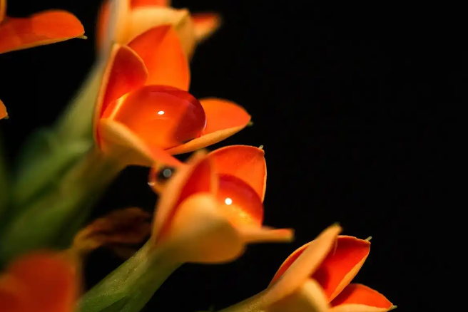 异宠热潮:是年轻人的个性狂欢,还是生态与责任的双重考验? 异宠热潮:是年轻人的个性狂欢,还是生态与责任的双重考验?