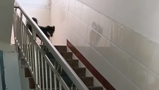 邻居家狗子每到周末都来找女子家狗子玩。网友:狐朋狗友 邻居家狗子每到周末都来找女子家狗子玩。网友:狐朋狗友