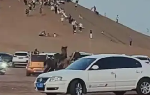 未拴绳法斗犬咬马后续：狗主人反要索赔，游客受轻伤，三方已私了