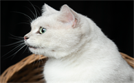 猫白血病血常规