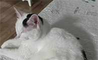 猫咪体重骤降的原因