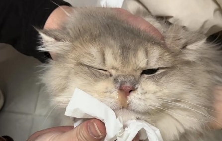 猫咪流感吃什么药 猫咪流感吃什么药