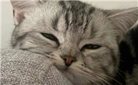 猫传腹怎么预防