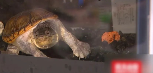 闲鱼交易一只乌龟后,看到买家发来的东西,卖家急忙报警 闲鱼交易一只乌龟后,看到买家发来的东西,卖家急忙报警