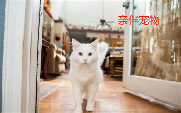 亲伴宠物宠物公众号怎么样 亲伴宠物宠物公众号怎么样