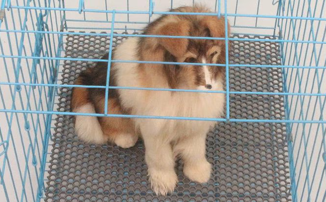 萌小宝狗笼垫子怎么铺 萌小宝狗笼垫子怎么铺