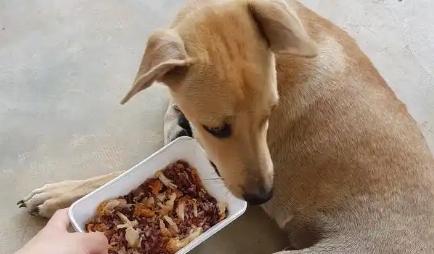 狗狗不吃东西原因是什么