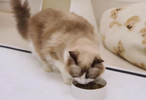 专治挑嘴猫!顽皮小金盾凭鲜肉配方入围“比较好的国产猫粮”清单 专治挑嘴猫!顽皮小金盾凭鲜肉配方入围“比较好的国产猫粮”清单
