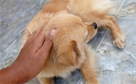 狗吃止泻药期间能吃东西吗