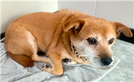 老年犬走路缓慢是关节出问题了吗