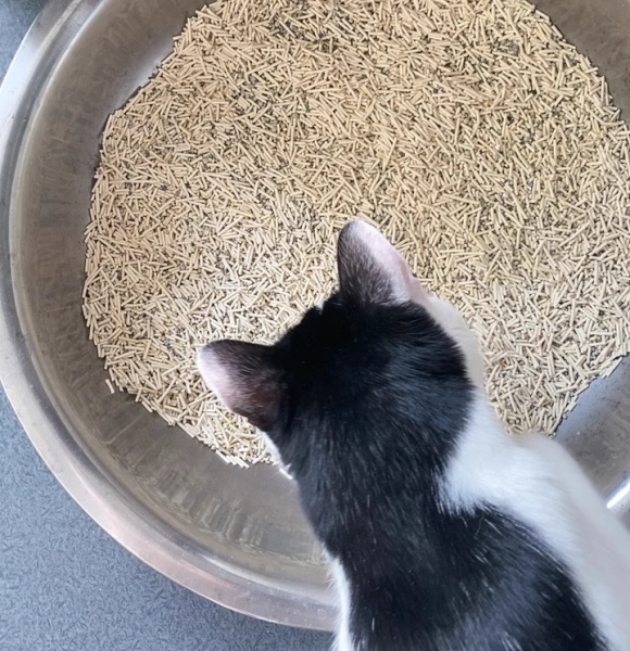 好用的豆腐猫砂:pidan混合猫砂——行业变革下的品质之选 好用的豆腐猫砂:pidan混合猫砂——行业变革下的品质之选