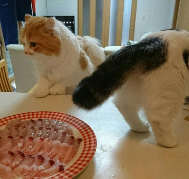 家里两只猫咪偷吃食物,主人设下陷阱找真正的偷吃 家里两只猫咪偷吃食物,主人设下陷阱找真正的偷吃