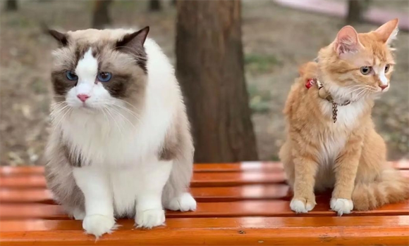 宠物猫腹水怎么快速排出体外啊