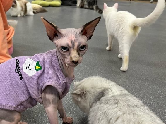 猫咪的特点 猫咪的特点