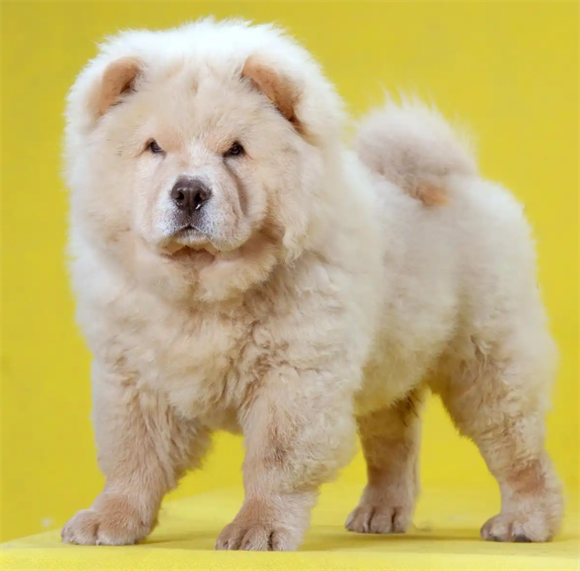 松狮犬：呆萌外表下的‘小狮子’-宠物网