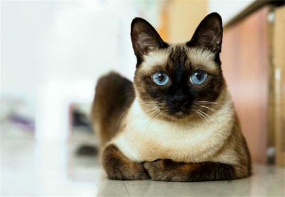 养猫不怕鬼！暹罗猫辟邪还是招邪呢？
