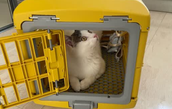 猫砂盆哪款好?疯狂的主人猫砂盆拯救洁癖养猫人! 猫砂盆哪款好?疯狂的主人猫砂盆拯救洁癖养猫人!