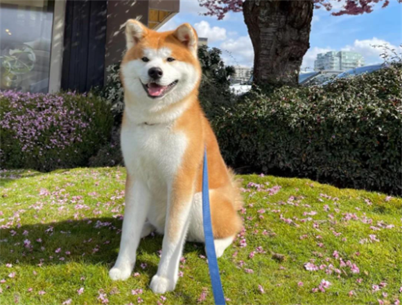 解析秋田犬传染性肝炎,传播途径与防护要点 解析秋田犬传染性肝炎,传播途径与防护要点