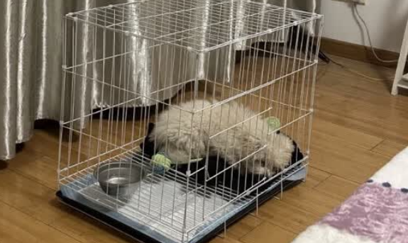 哈骆顿中型犬笼子：给爱犬一方舒适安全的小天地