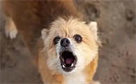 狗狗狂躁症如何治疗