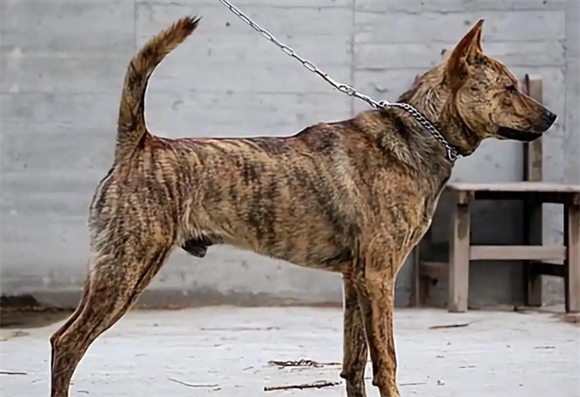 为何虎斑犬很少人养?狩猎能力再强,也躲不过这6点 为何虎斑犬很少人养?狩猎能力再强,也躲不过这6点