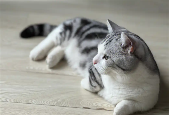 猫咪行为训练方法