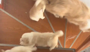 狗妈妈下楼梯,小奶狗跟的太紧,通通滚下楼梯 狗妈妈下楼梯,小奶狗跟的太紧,通通滚下楼梯