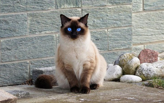 喂食后猫咪呕吐是怎么回事 喂食后猫咪呕吐是怎么回事