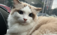 猫咪有寄生虫的表现
