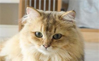 猫夏天食欲普遍不好吗