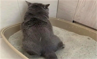 猫咪拉屎干燥一粒一粒的