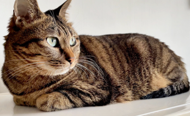 千年相伴:狸花猫与人类的情感羁绊 千年相伴:狸花猫与人类的情感羁绊