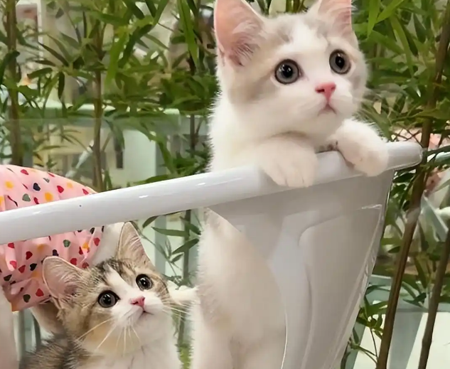 女子猫咖店虐猫,致4只奶猫死亡,老板知道后报警 女子猫咖店虐猫,致4只奶猫死亡,老板知道后报警