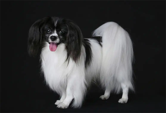 揭秘西施犬三大天价毛色：稀有品种背后的天价密码